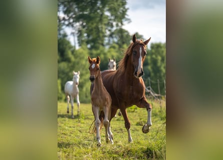 Saddlebred americano, Yegua, Potro (05/2025), 163 cm, Alazán-tostado