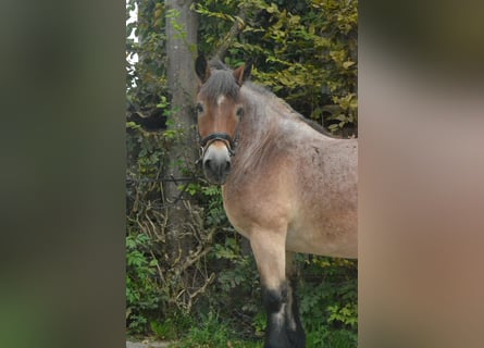 Sächs.-Thüring. Kaltblut, Wallach, 18 Jahre, 160 cm, Roan-Red