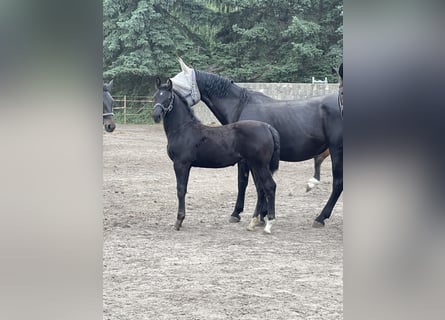 Sächsisches Warmblut, Hengst, Fohlen (02/2025), Schwarzbrauner