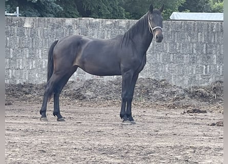 Sächsisches Warmblut, Stute, 2 Jahre, 161 cm, Schwarzbrauner
