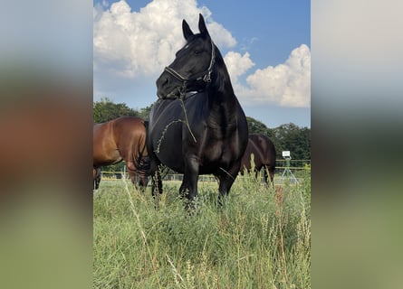 Sächsisches Warmblut, Stute, 9 Jahre, 165 cm, Schwarzbrauner