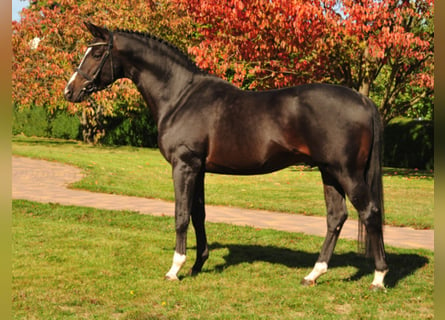 Trakehner, Stallion, 17 years, 16.1 hh, Bay-Dark