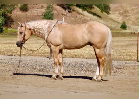 Saksoński koń gorącokrwisty, Wałach, 7 lat, 142 cm, Izabelowata