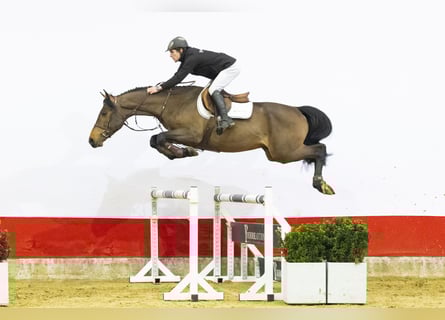 Saksońsko-turyngijski koń zimnokrwisty, Ogier, 4 lat, 165 cm