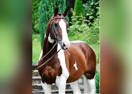 Koń heski, Ogier, 30 lat, 169 cm, Srokata
