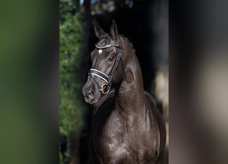Oldenburg, Stallone, 22 Anni, 172 cm, Baio nero