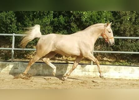 Lusitano, Stallone, 20 Anni, 160 cm, Perlino
