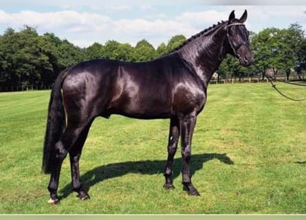 Oldenburg, Stallion, 32 years, 16,3 hh, Black