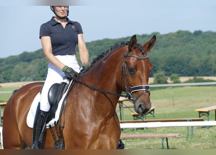 Sang-chaud letton, Hongre, 6 Ans, 174 cm, Bai