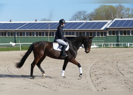 Sang-chaud letton, Hongre, 7 Ans, 170 cm, Bai brun
