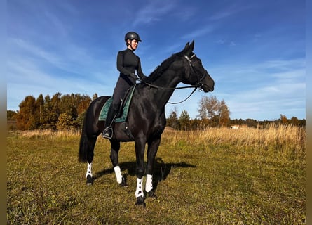 Sang-chaud letton Croisé, Hongre, 7 Ans, 170 cm, Noir