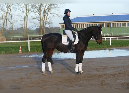 Sang-chaud letton, Hongre, 9 Ans, 166 cm, Bai brun