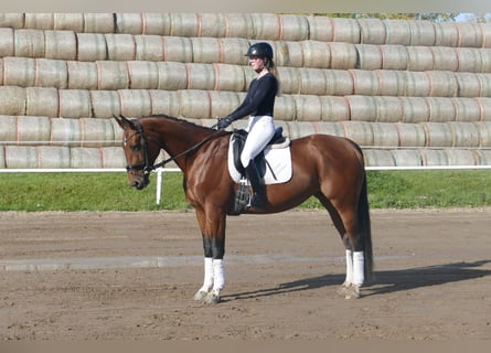 Sang-chaud letton, Jument, 10 Ans, 167 cm, Bai