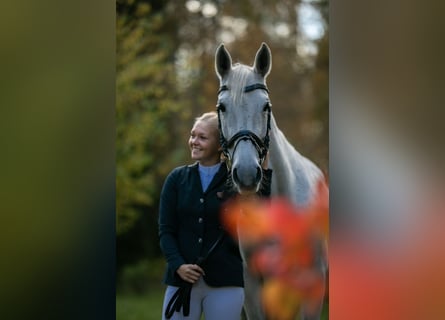 Sang-chaud letton, Jument, 15 Ans, 159 cm, Gris