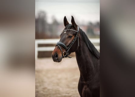 Sang-chaud letton, Jument, 6 Ans, 165 cm, Bai brun