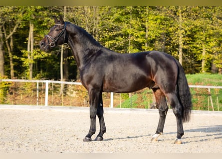 Sang-chaud lourd, Étalon, 2 Ans, Bai brun