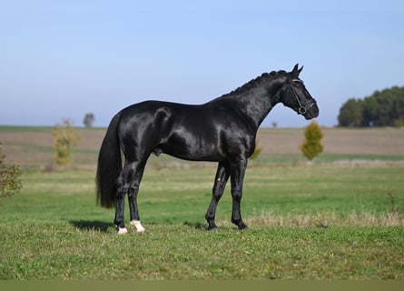 Sang-chaud lourd, Étalon, 2 Ans, Bai brun foncé