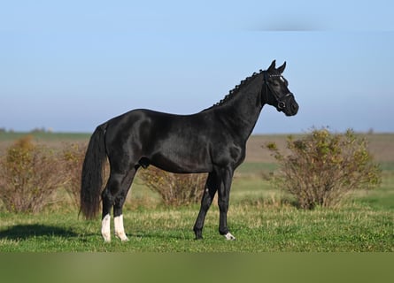 Sang-chaud lourd, Étalon, 3 Ans, Bai brun foncé