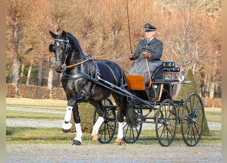 Sang-chaud lourd, Étalon, 9 Ans, 167 cm, Bai brun foncé