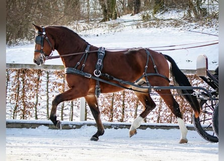 Sang-chaud lourd, Étalon, 3 Ans, 160 cm, Bai