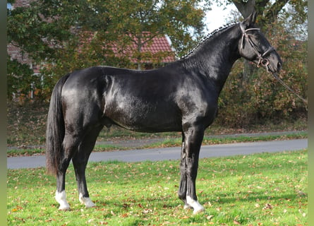 Sang-chaud lourd, Étalon, 4 Ans, 167 cm, Noir