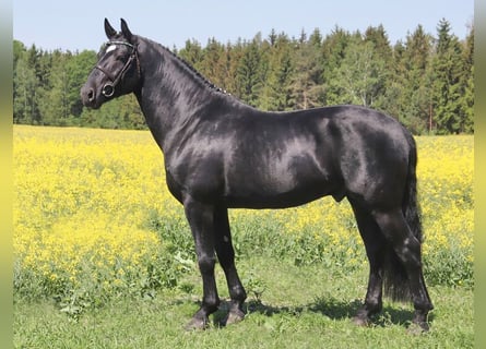 Sang-chaud lourd, Étalon, 12 Ans, 166 cm, Noir