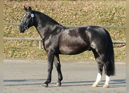 Sang-chaud lourd, Étalon, 10 Ans, 165 cm, Noir