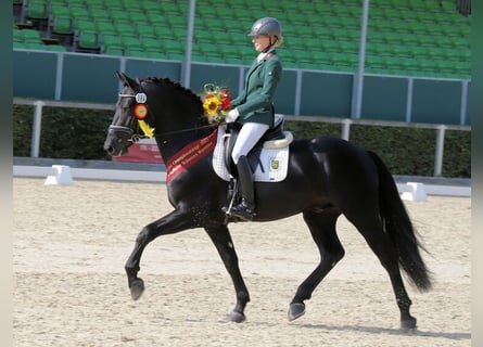 Sang-chaud lourd, Étalon, 8 Ans, 163 cm, Noir
