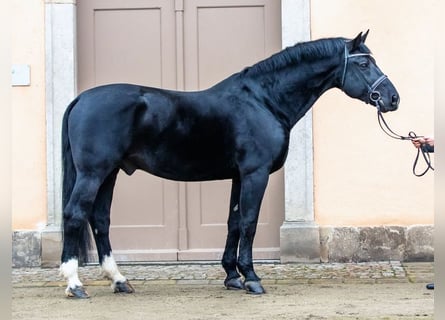 Sang-chaud lourd, Étalon, 19 Ans, 172 cm, Noir