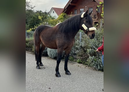 Sang-chaud lourd Croisé, Hongre, 12 Ans, 167 cm, Bai brun