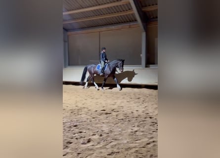 Sang-chaud lourd, Hongre, 3 Ans, 163 cm, Bai brun