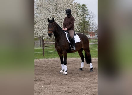 Sang-chaud lourd, Hongre, 3 Ans, 165 cm, Bai