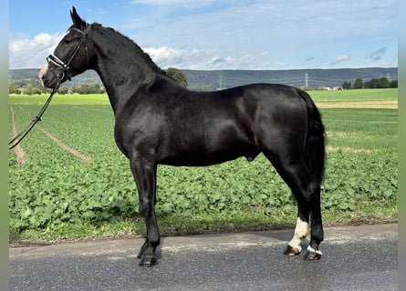 Sang-chaud lourd, Hongre, 3 Ans, 166 cm, Noir