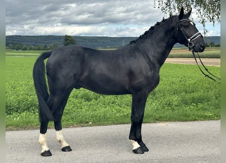 Sang-chaud lourd, Hongre, 3 Ans, 166 cm, Noir