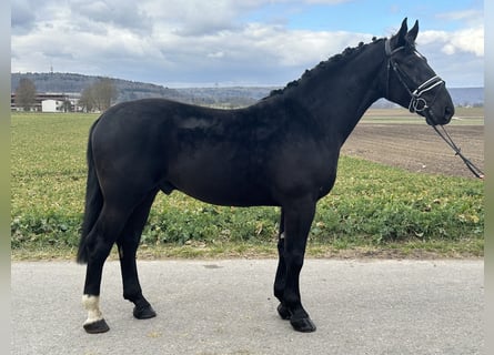 Sang-chaud lourd, Hongre, 3 Ans, 166 cm, Noir