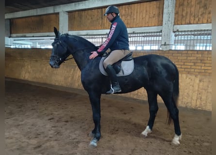 Sang-chaud lourd, Hongre, 3 Ans, 170 cm, Gris noir