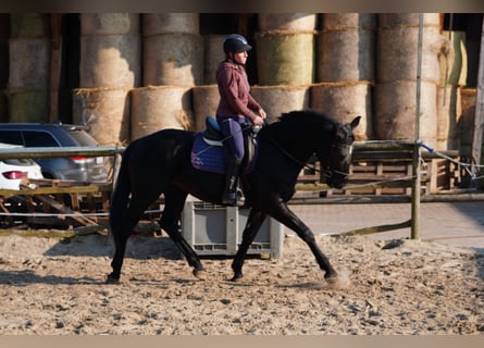 Sang-chaud lourd, Hongre, 3 Ans, 170 cm, Noir