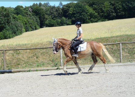 Sang-chaud lourd, Hongre, 4 Ans, 157 cm, Alezan