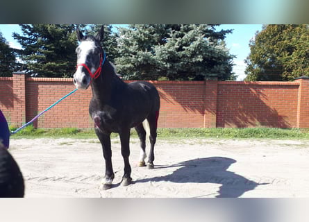 Sang-chaud lourd, Hongre, 4 Ans, 164 cm, Gris noir