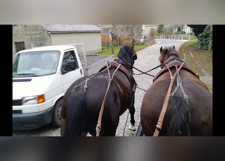 Sang-chaud lourd, Hongre, 4 Ans, 166 cm, Bai brun foncé