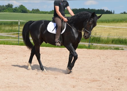 Sang-chaud lourd, Hongre, 4 Ans, 169 cm, Noir