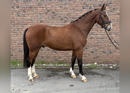 Sang-chaud lourd, Hongre, 4 Ans, 170 cm, Bai