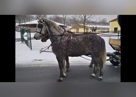 Sang-chaud lourd, Hongre, 6 Ans, 165 cm, Gris pommelé