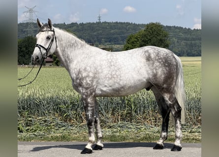 Sang-chaud lourd, Hongre, 7 Ans, 167 cm, Gris pommelé