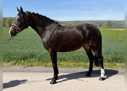 Sang-chaud lourd, Jument, 3 Ans, 164 cm, Bai brun