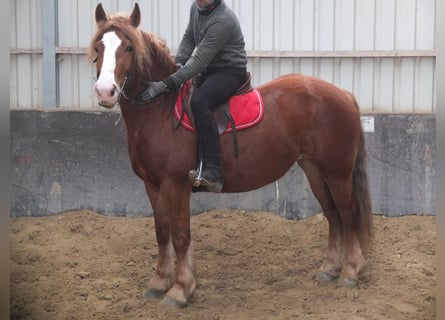 Sang-chaud lourd Croisé, Jument, 4 Ans, 155 cm, Alezan