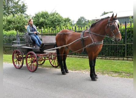 Sang-chaud lourd Croisé, Jument, 4 Ans, 155 cm