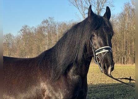 Sang-chaud lourd Croisé, Jument, 4 Ans, 157 cm, Noir