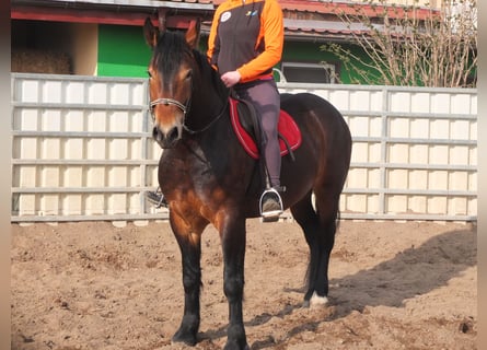 Sang-chaud lourd Croisé, Jument, 4 Ans, 158 cm, Bai brun