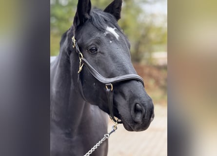 Sang-chaud lourd, Jument, 7 Ans, 160 cm, Noir